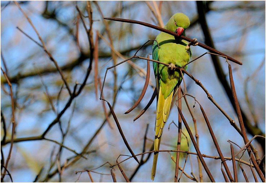Halsbandsittich im Trompetenbaum