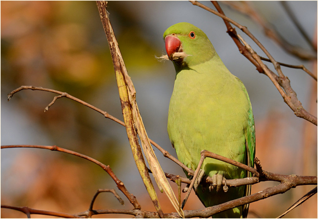 Halsbandsittich im Trompetenbaum