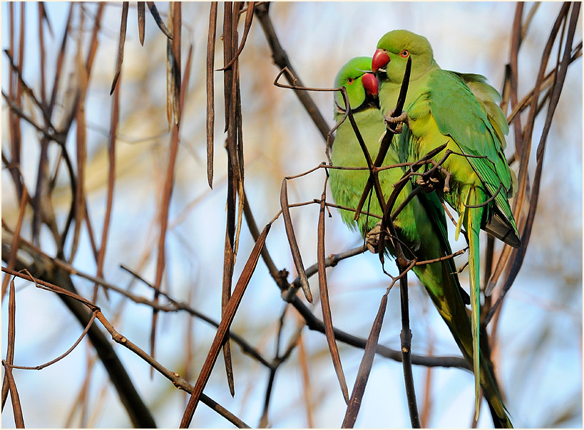 Halsbandsittich im Trompetenbaum