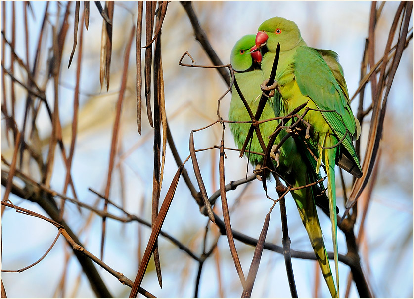 Halsbandsittich im Trompetenbaum