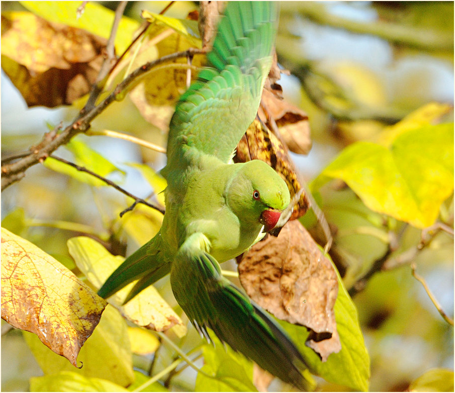 Halsbandsittich im Trompetenbaum