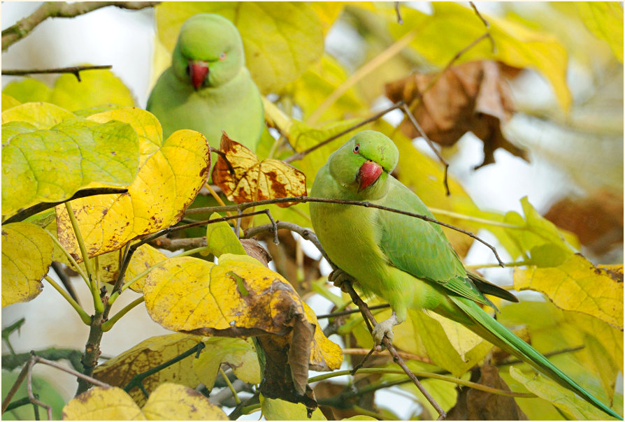 Halsbandsittich im Trompetenbaum