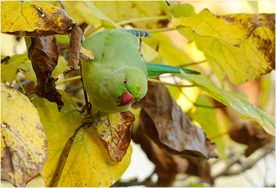Halsbandsittich im Trompetenbaum