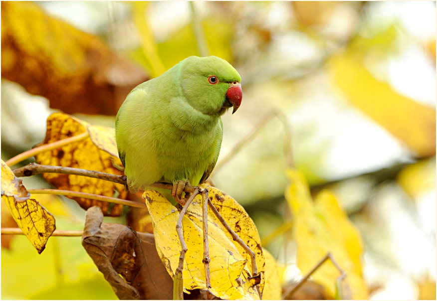 Halsbandsittich im Trompetenbaum