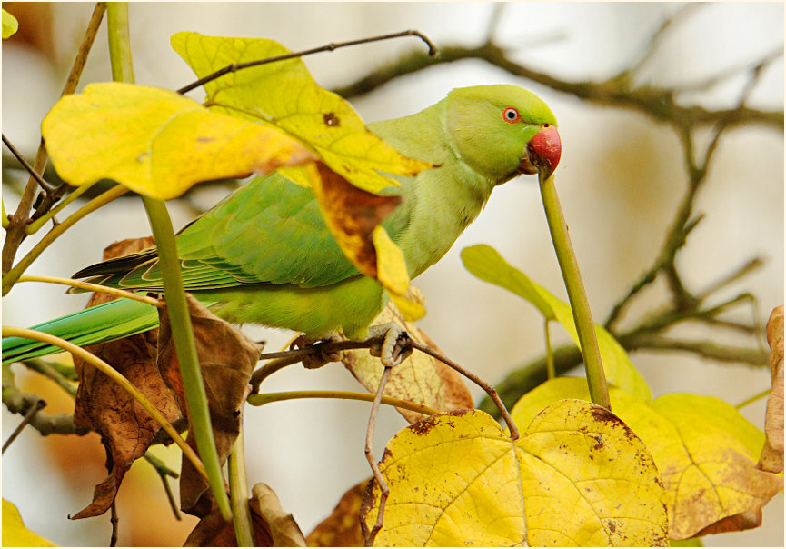 Halsbandsittich im Trompetenbaum