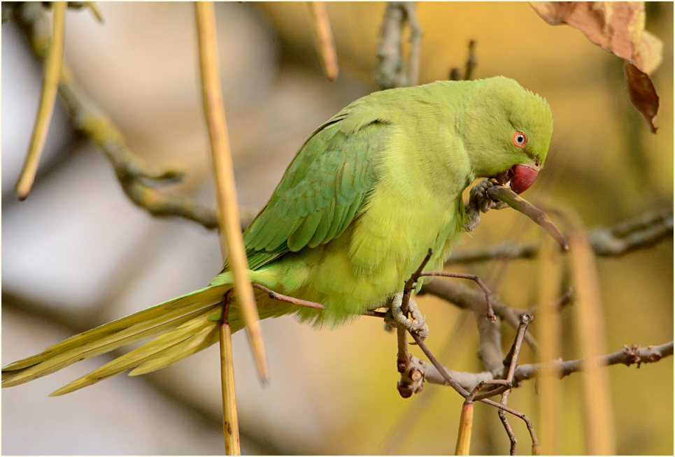Halsbandsittich im Trompetenbaum