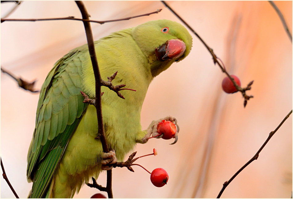 Halsbandsittich im Trompetenbaum