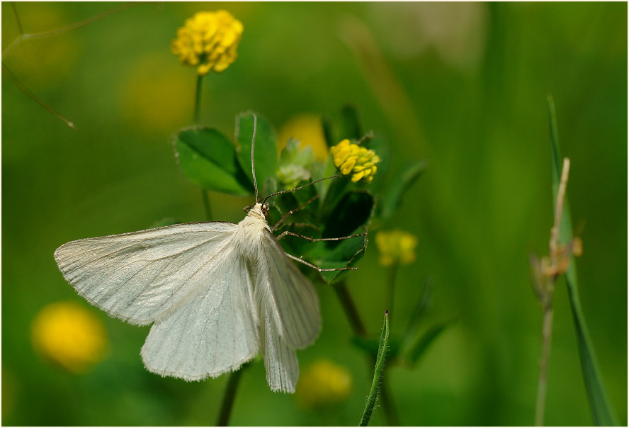 Hartheu-Spanner (Siona lineata)