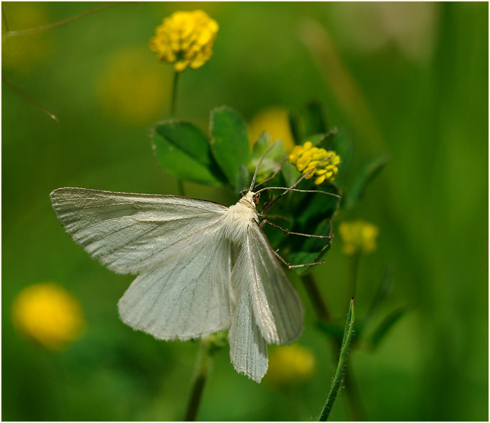 Hartheu-Spanner (Siona lineata)