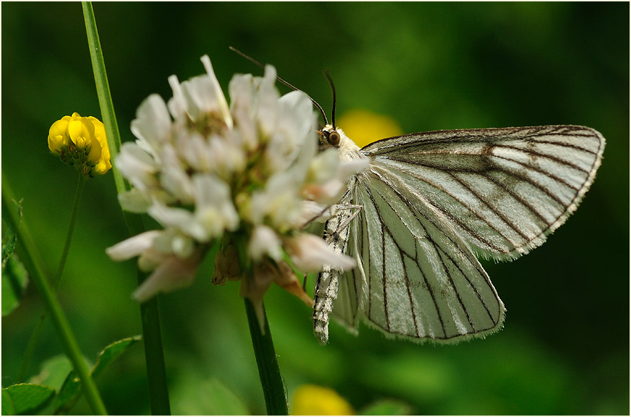Hartheu-Spanner (Siona lineata)
