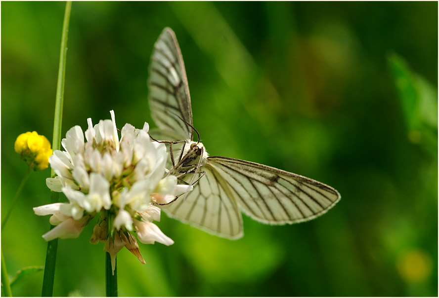 Hartheu-Spanner (Siona lineata)