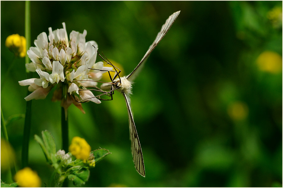 Hartheu-Spanner (Siona lineata)