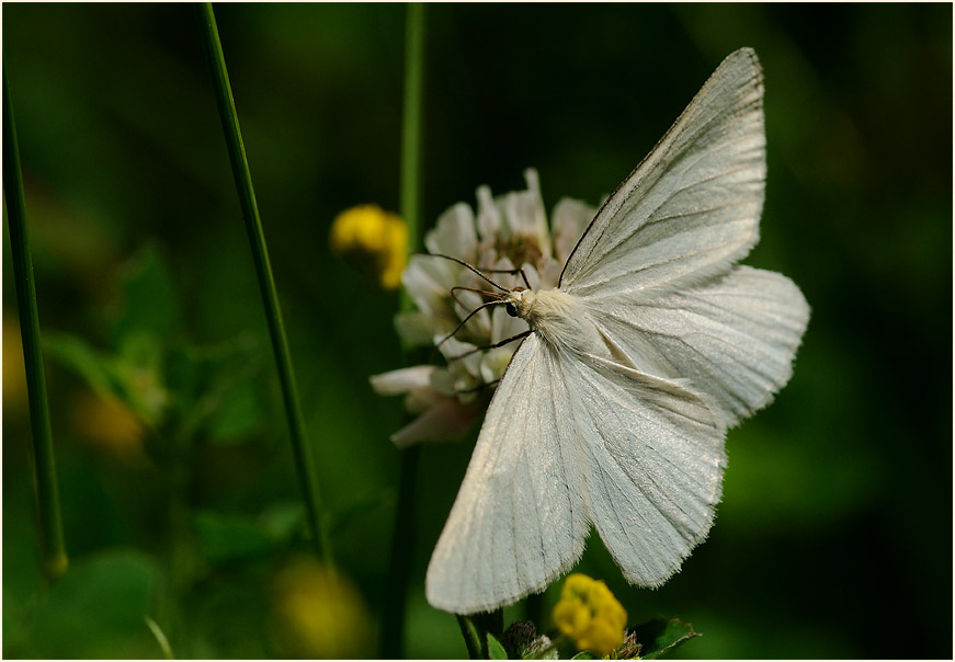 Hartheu-Spanner (Siona lineata)