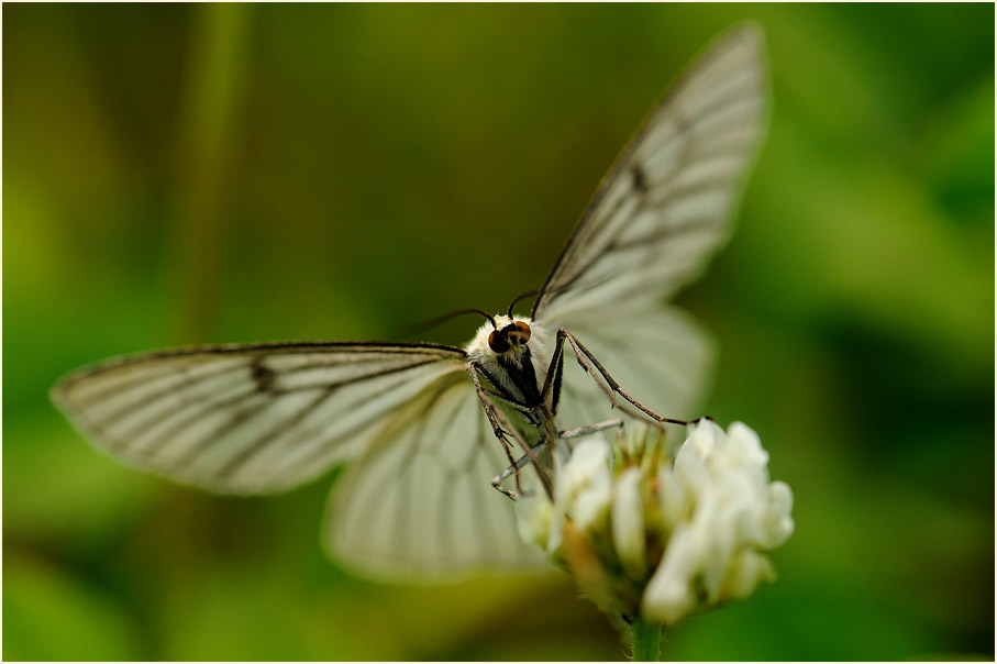 Hartheu-Spanner (Siona lineata)