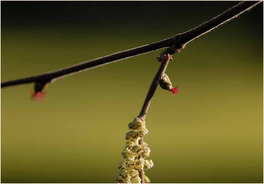 Haselnuß (Corylus avellana)