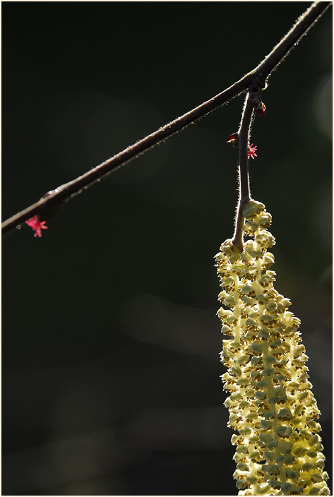 Haselnuß (Corylus avellana)