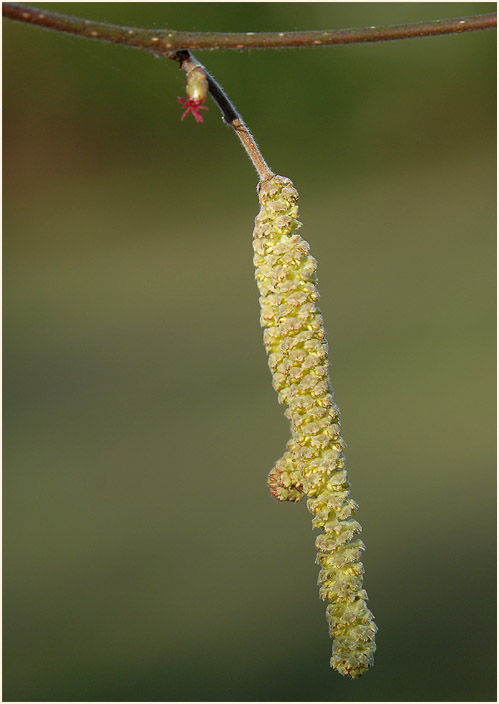 Haselnuß (Corylus avellana)