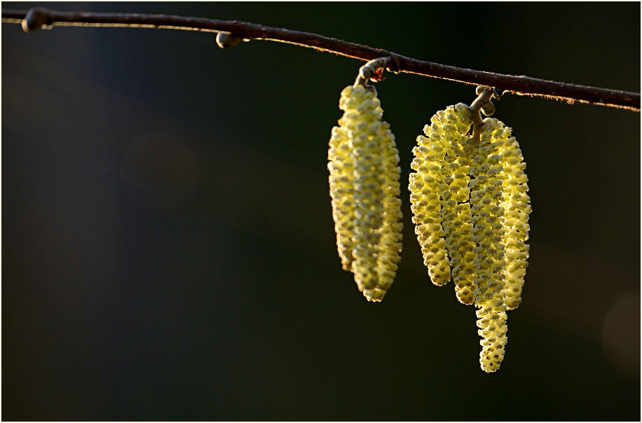 Haselnuß (Corylus avellana)