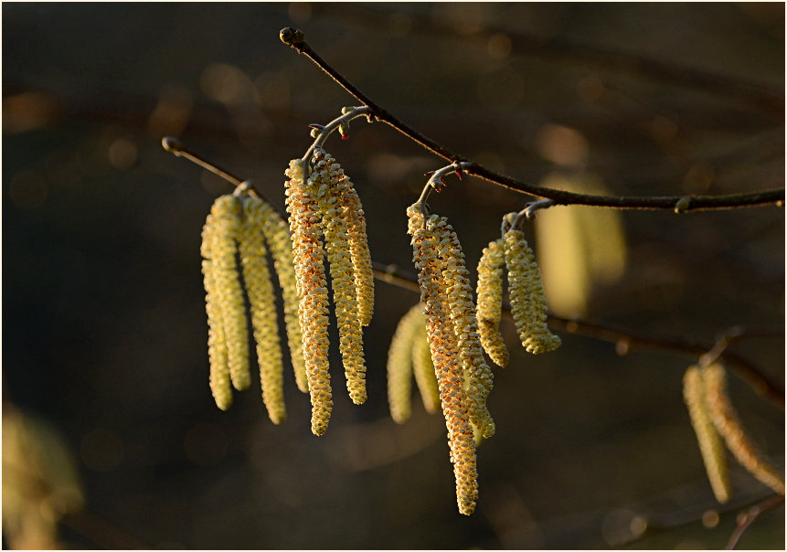 Haselnuß (Corylus avellana)