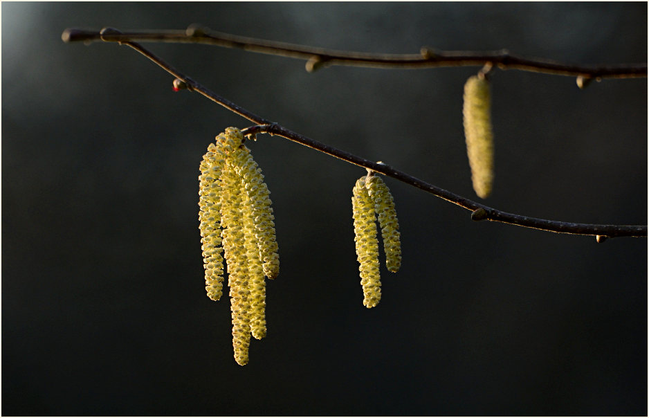 Haselnuß (Corylus avellana)