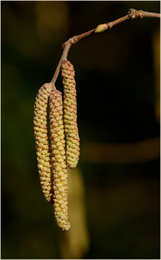 Haselnuß (Corylus avellana)