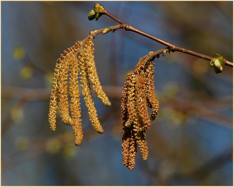 Haselnuß (Corylus avellana)