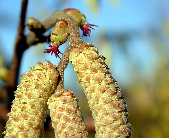 Haselnuß (Corylus avellana)