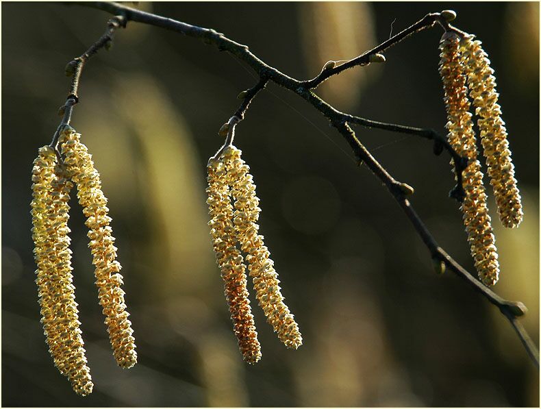 Haselnuß (Corylus avellana)