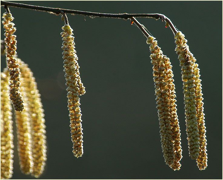 Haselnuß (Corylus avellana)