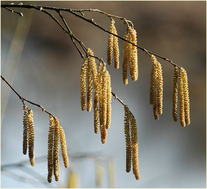 Haselnuß (Corylus avellana)