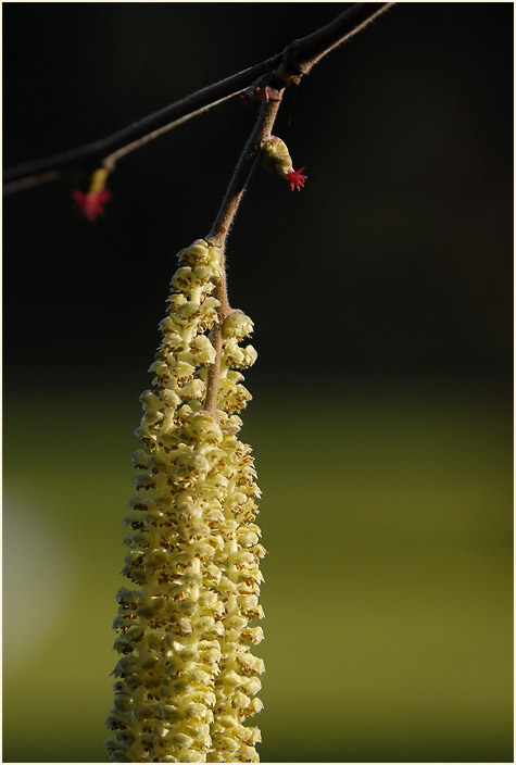 Haselnuß (Corylus avellana)