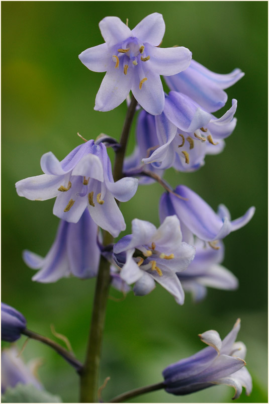 Hasenglöckchen (Hyacinthoides)