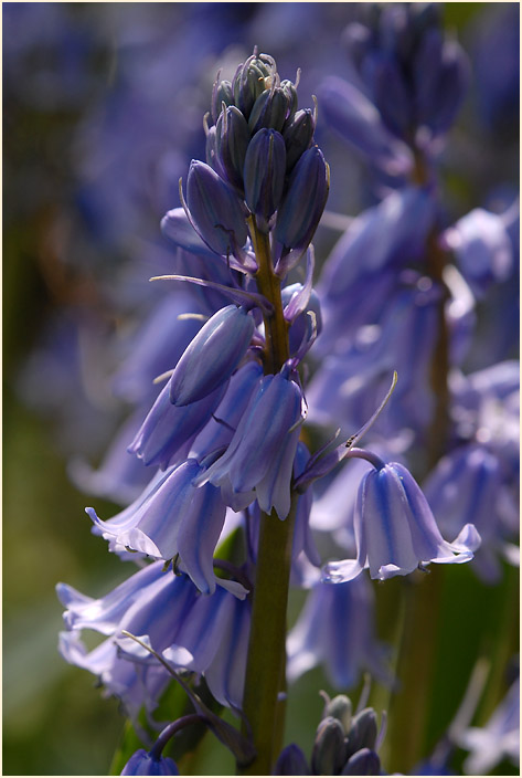 Hasenglöckchen (Hyacinthoides)