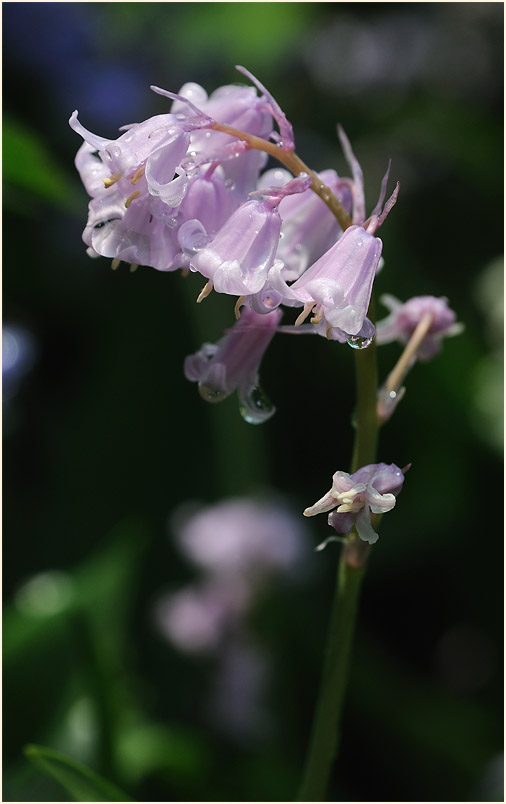 Hasenglöckchen (Hyacinthoides)