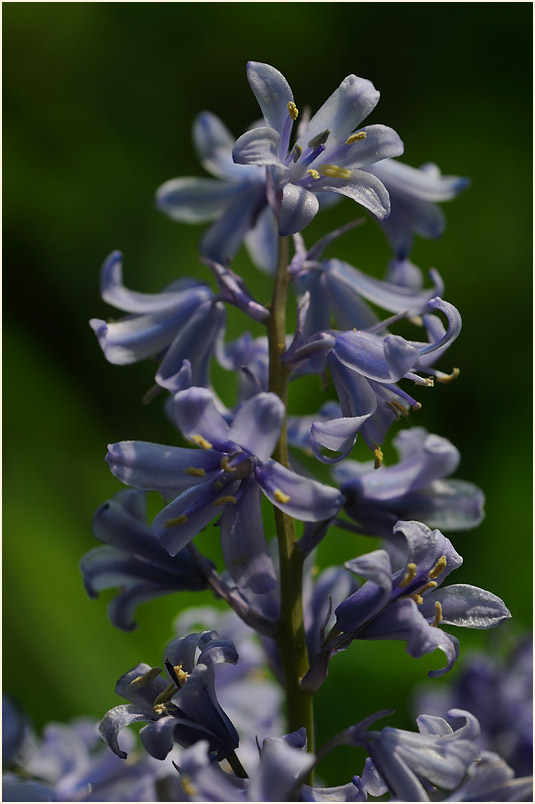 Hasenglöckchen (Hyacinthoides)