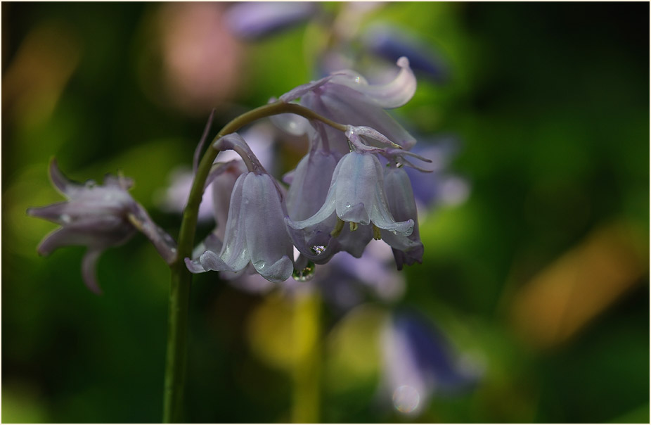 Hasenglöckchen (Hyacinthoides)