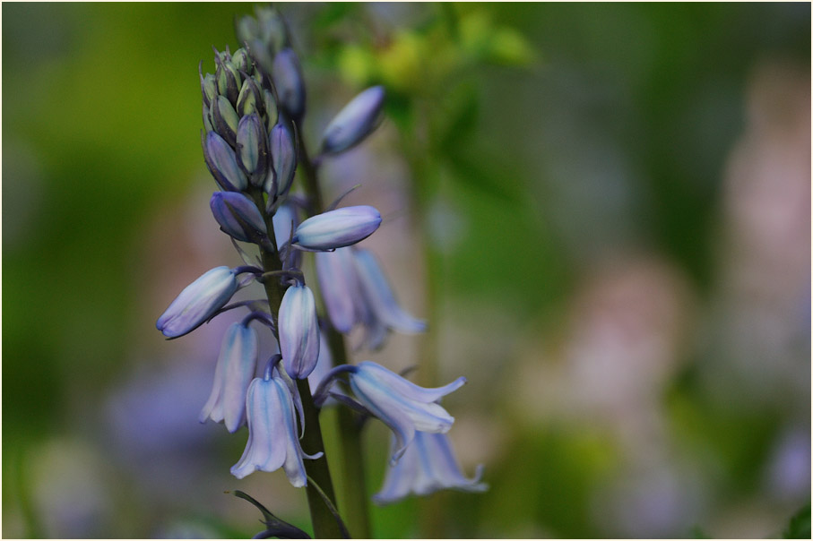 Hasenglöckchen (Hyacinthoides)