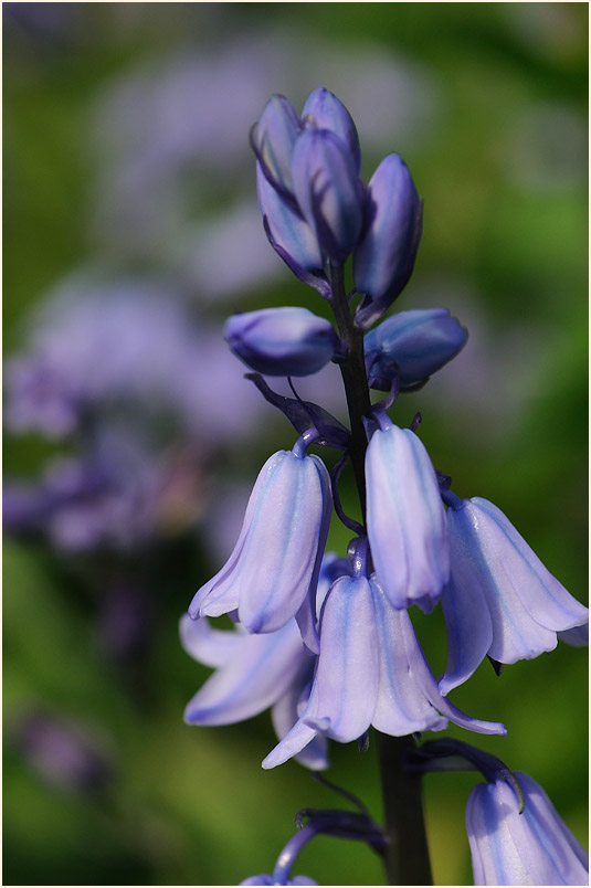 Hasenglöckchen (Hyacinthoides)