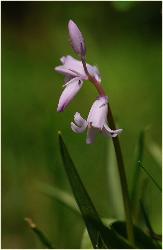 Hasenglöckchen (Hyacinthoides)