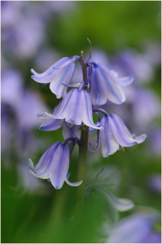 Hasenglöckchen (Hyacinthoides)