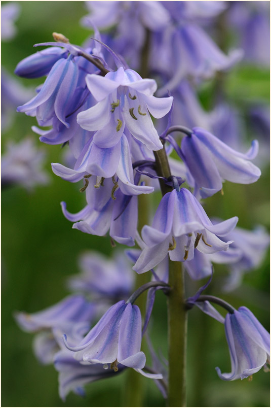 Hasenglöckchen (Hyacinthoides)