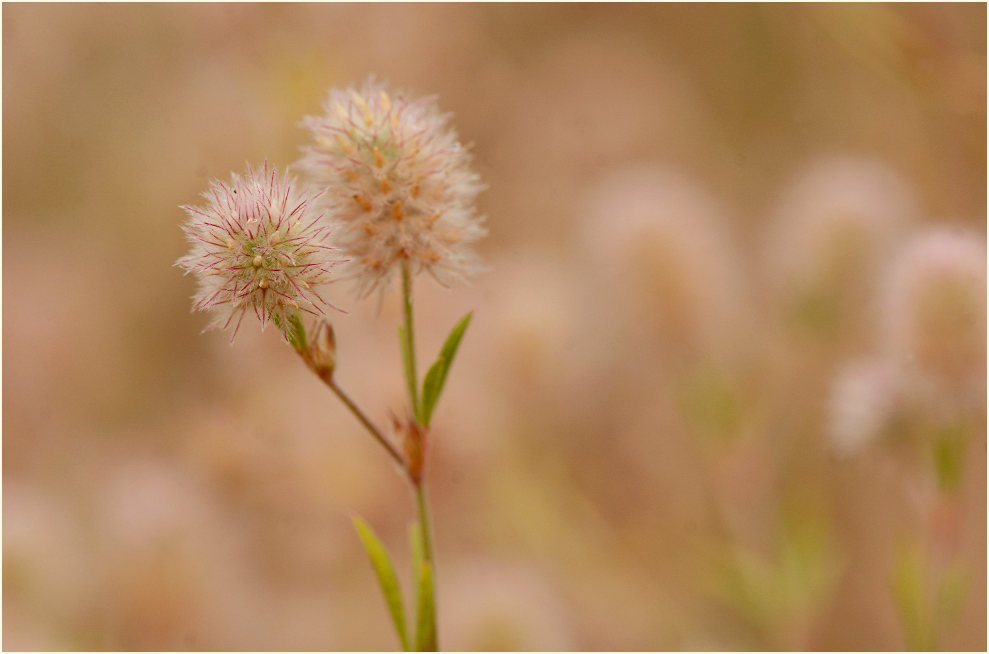 Hasenklee (Trifolium arvense)
