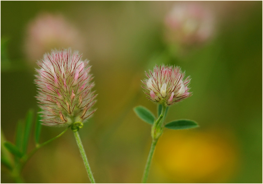 Hasenklee (Trifolium arvense)