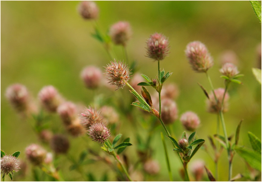 Hasenklee (Trifolium arvense)