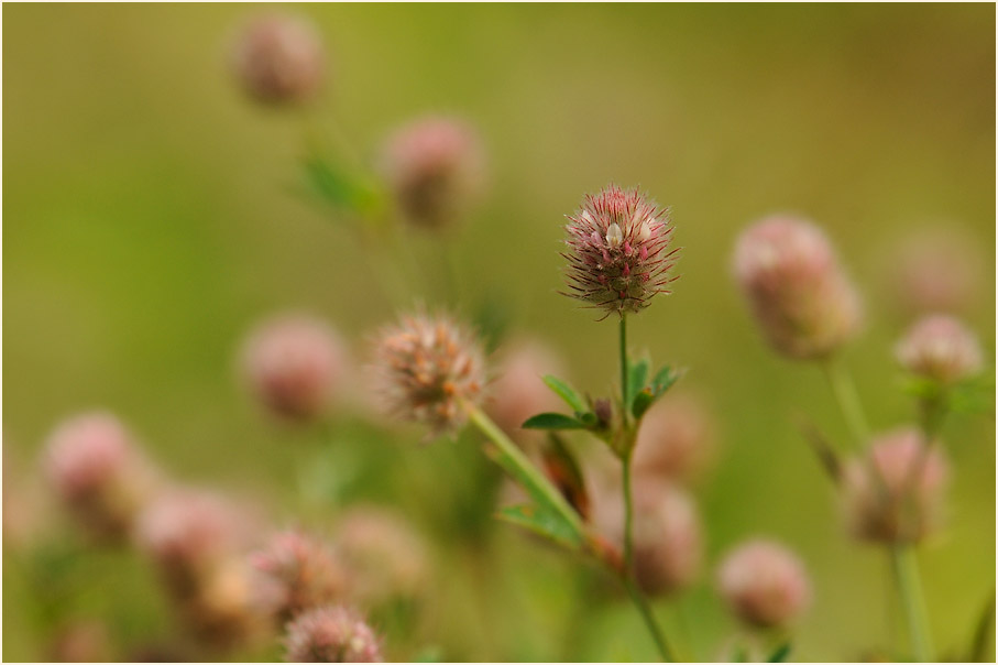Hasenklee (Trifolium arvense)