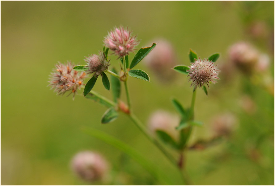 Hasenklee (Trifolium arvense)
