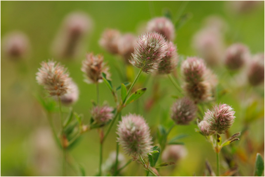 Hasenklee (Trifolium arvense)