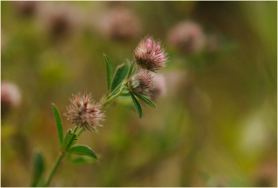 Hasenklee (Trifolium arvense)