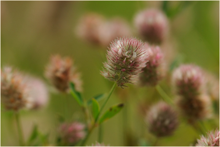 Hasenklee (Trifolium arvense)