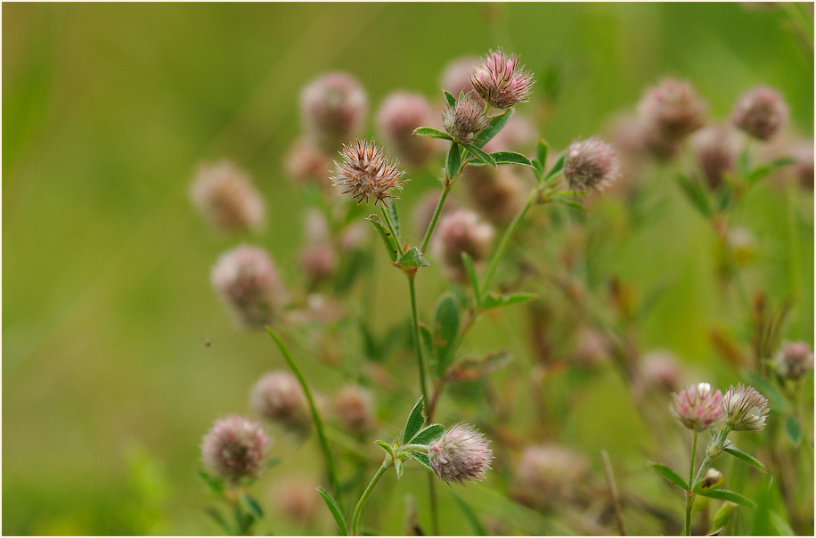 Hasenklee (Trifolium arvense)